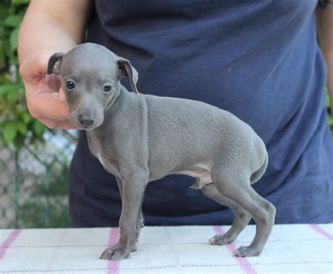 Cuánto cuesta un cachorro de Galgo Italiano en España Blog de ADOPTA