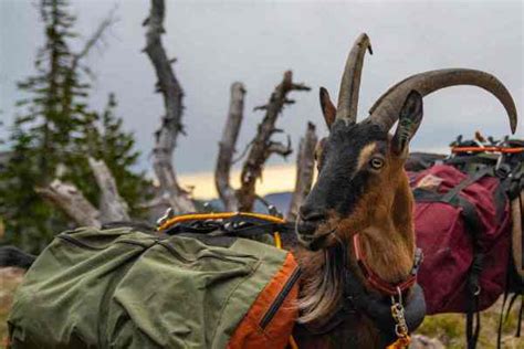 Is Your Source For Pack Goat Information And Gear