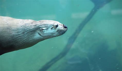 River Otter Feeding Time – Sedgwick County Zoo