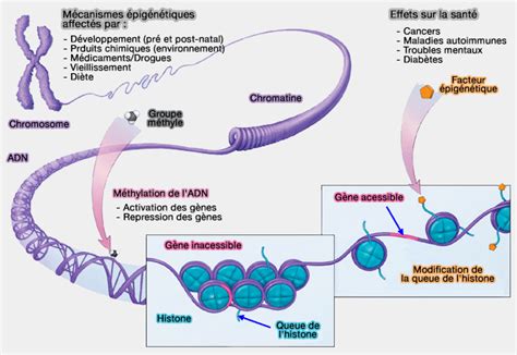 Épigénétique ou épigénèse vue d ensemble