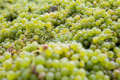Green Grape Wine Stock Image Image Of Grapevine Green 195501015