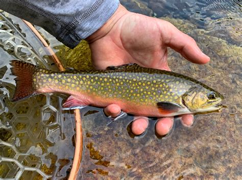 Pro Tips Flies For Mountain Brook Trout In Early Summer Xpert Fly