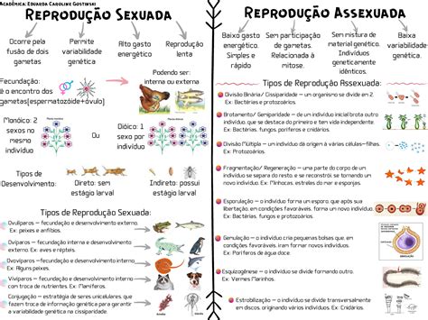 Reprodução Assexuada O Que é Tipos Exemplos E Mapa Mental