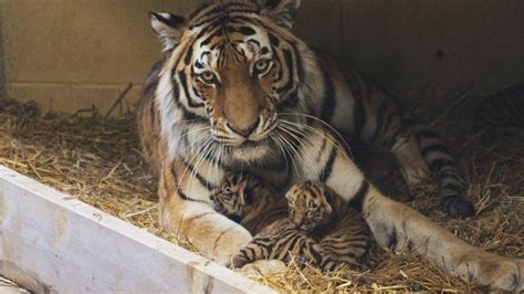 Amur Tiger Cubs Explore Longleat Safari Park Bbc News