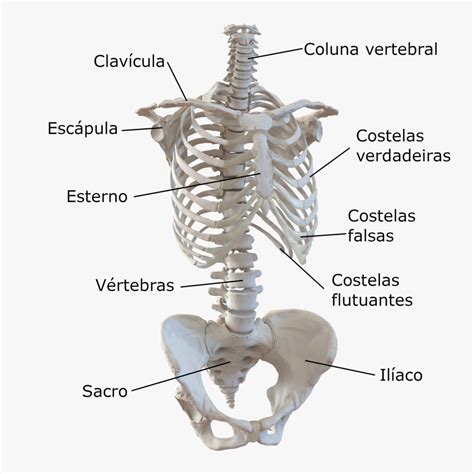 Ossos Do Tronco Anatomia Do Sistema Esquel Tico Corpo Humano