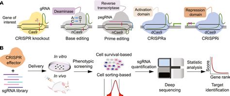 Frontiers Crispr Screening In Cardiovascular Research