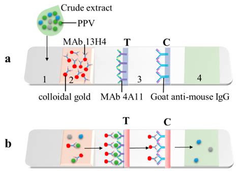 A Schematic Diagram Showing The Colloidal Gold Immunochromatographic Download Scientific