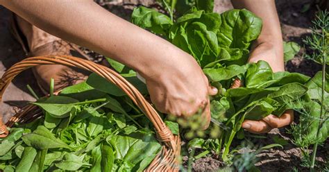 How To Pick And Harvest Spinach Gardeners Path