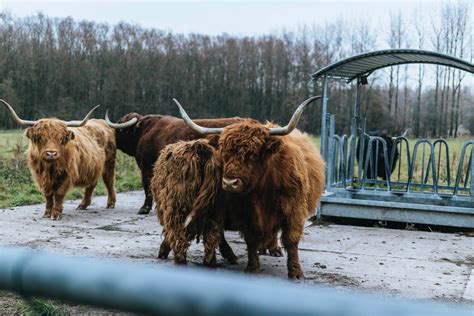 250+ Interesting Highland Cattle Photos · Pexels · Free Stock Photos