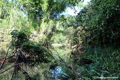 Topes De Collantes Randonn Es Et Nature Sauvage Cuba