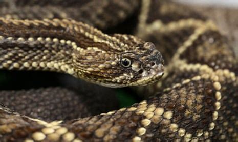 Amazon driver in serious condition after rattlesnake bite in Florida ...