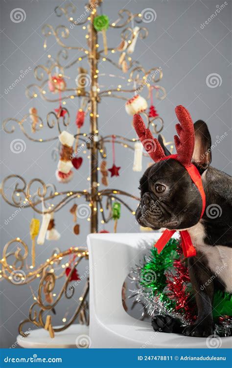 French Bulldog by Christmas Tree Stock Image - Image of plant, french ...