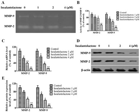 Isoalantolactone Decreases The Activity And Expression Of Mmp And