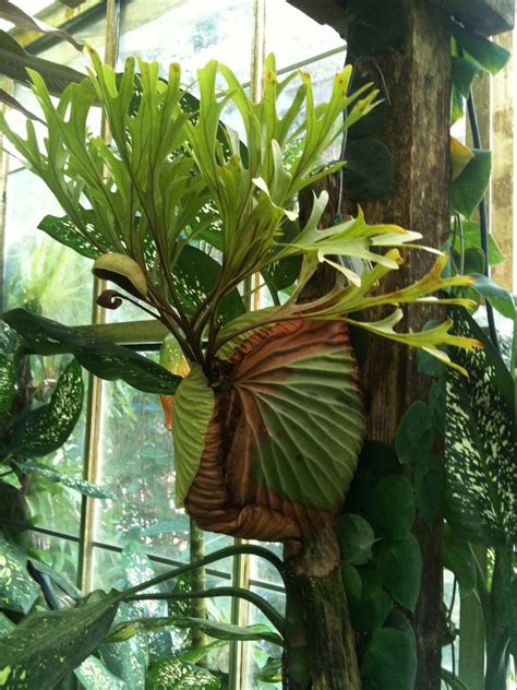 Platycerium Junglekeyfr Image