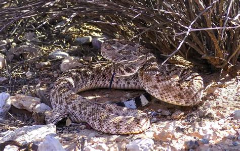 Discover the 7 Most Dangerous Animals in Nevada's Deserts - A-Z Animals