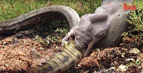 Reptile Death Match: Snake Devours Crocodile (Video) | Live Science