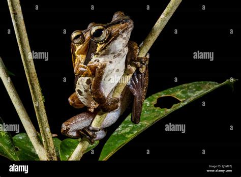 A Tree Frog With Young In The Rainforest Gunung Mulu National Park