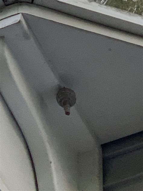 Nest ID? NJ. Some type of wasp/ hornet / Yellowjacket : r/insects