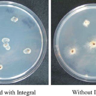 Inhibition Of Mycelial Growth Of Rhizoctonia Solani Challenged With