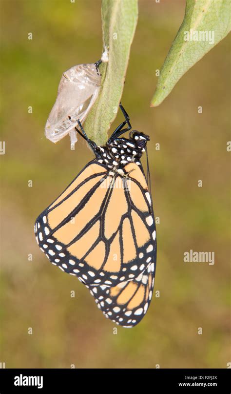 Monarch Butterfly Chrysalis Hatch Hi Res Stock Photography And Images