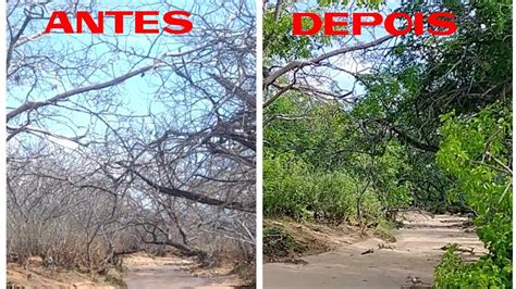 A Caatinga Antes E Depois Das Chuvas Youtube