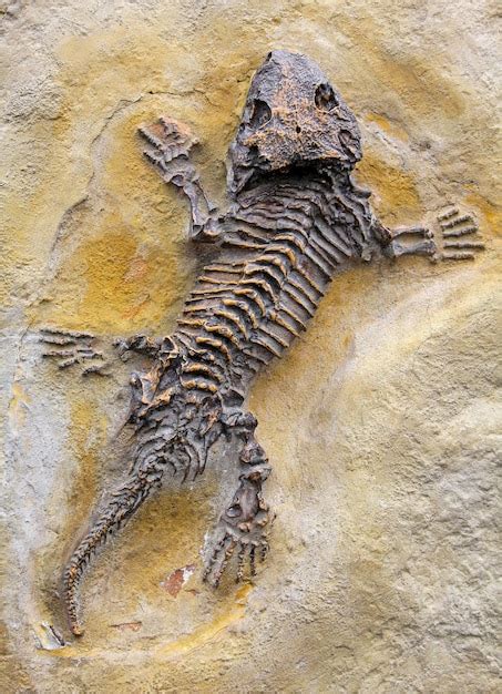 Premium Photo | Fossilized animal reptile fossil