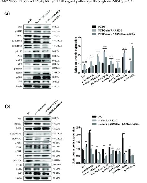 Circrna Activated The Signaling Pathways Of Ras Mek Erk And