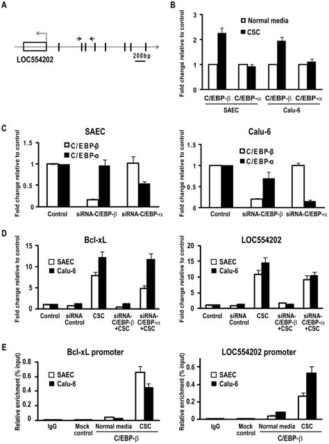 C Ebp Mediates Csc Induced Mir Transcription A Schematic