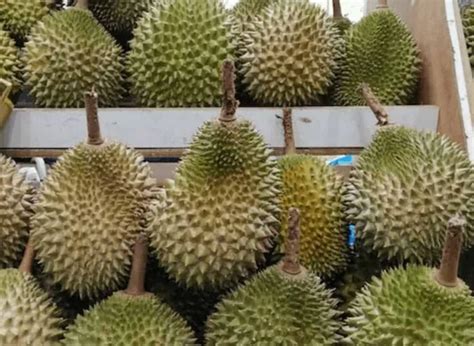 Types Of Durians How To Pick A Good Durian In Durian Season