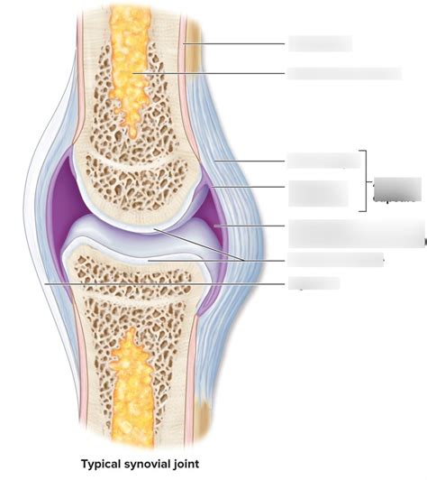 Synovial Joint Diagram Quizlet