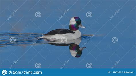 Male Bufflehead Drake Bucephala Albeola Swimming In Blue Water With