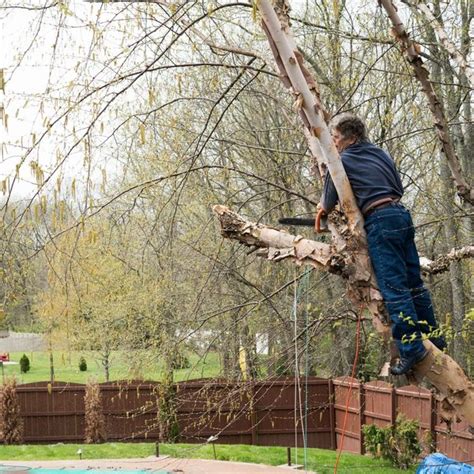 4 Signs It Is Time To Trim Your Trees J S Tree Service Inc