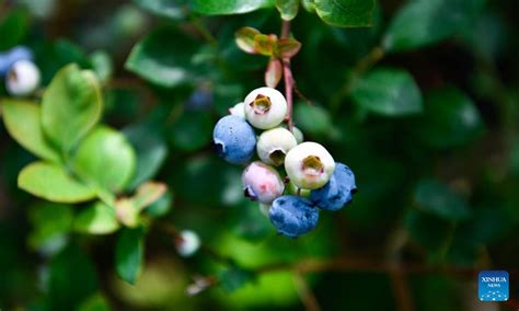 People Harvest Blueberries In Wengbao Village Sw Chinas Guizhou