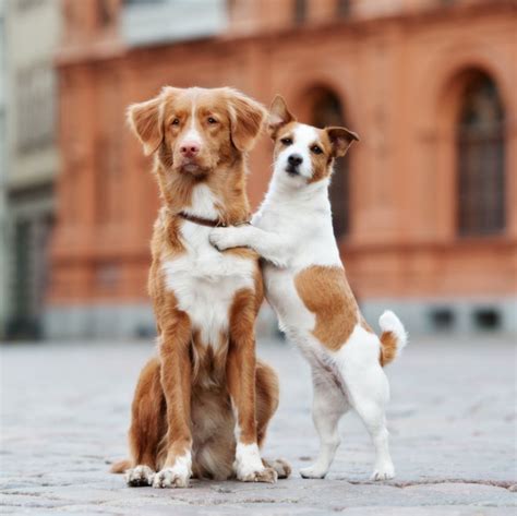 Zylkene Cane Consigli Per L Utilizzo Zylkene