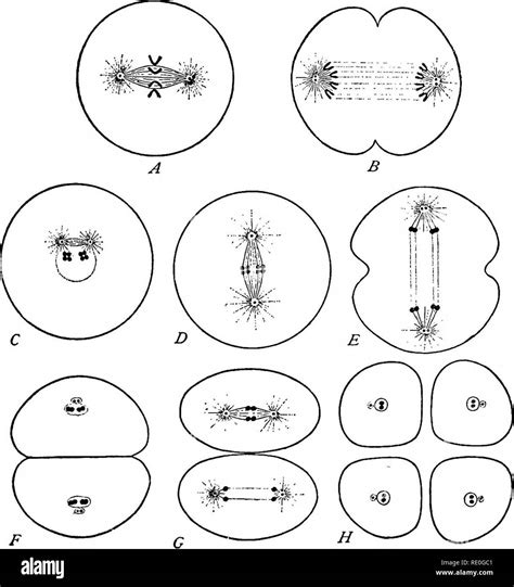 Le Cycle Cellulaire Chez Les Animaux Les Cellules Compte De L Germ