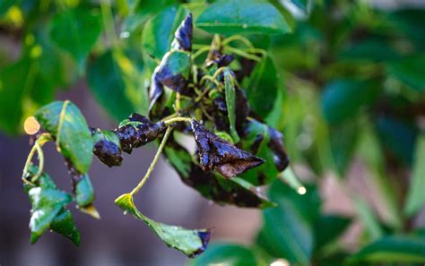 The 6 Most Common Apple Tree Diseases And How To Prevent Them