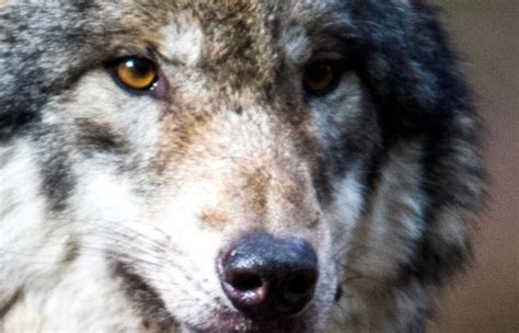 Tote Tiere In Oberbayern Gefunden Es War Wohl Ein Wolf