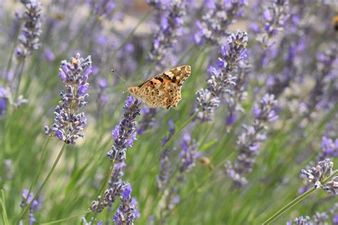 Insecte Papillon Entomologie Photo Gratuite Sur Pixabay Pixabay