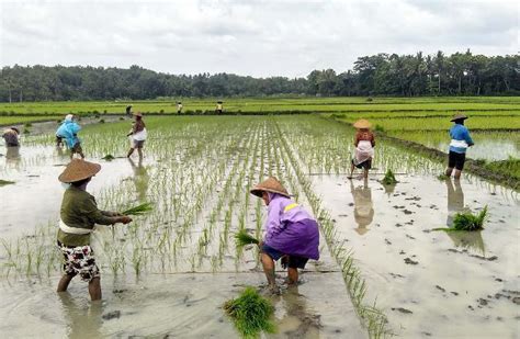 Kementan Realisasi Ekstensifikasi Lahan Di Kalimantan Untuk Food Estate