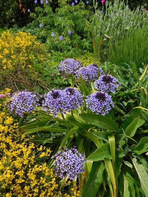 S - Z > Scilla > Scilla peruviana - The Beth Chatto Gardens