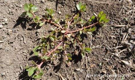 Las Malas Hierbas En La Huerta Huerta Del Corneja Plants Garden