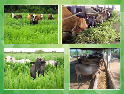 Generalidades de la Ganadería Bovina Cuidado de la vaca después de parir