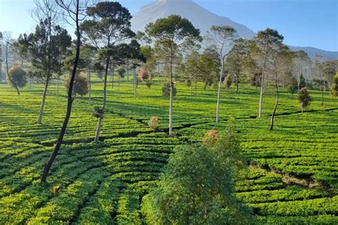 Fakta Unik Desa Tambi Di Wonosobo Ada Kebun Teh Peninggalan Belanda