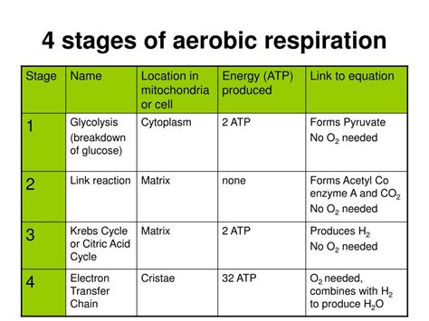 Stages Of Aerobic Respiration