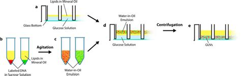 Schematic Depiction Of The Guv Generation Process A Microtiter Plate Download Scientific