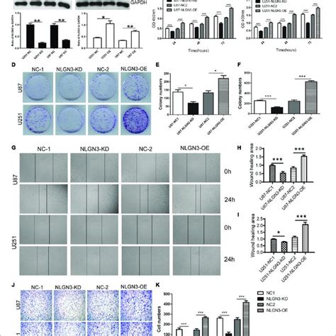 Nlgn3 Promoted The Proliferation And Metastasis Of Glioma Cells A