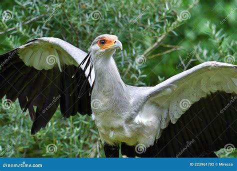 Portrait Of A Secretary Bird Sagittarius Serpentarius Stock Photo