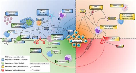 Frontiers The Tumor Microenvironment In The Response To Immune