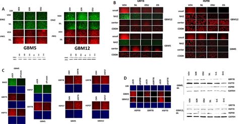 Assessing Chaperone Expression By Immuno Fluorescence And SDS