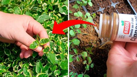 This Is Why You Should Sprinkle Cinnamon On Your Garden Plants